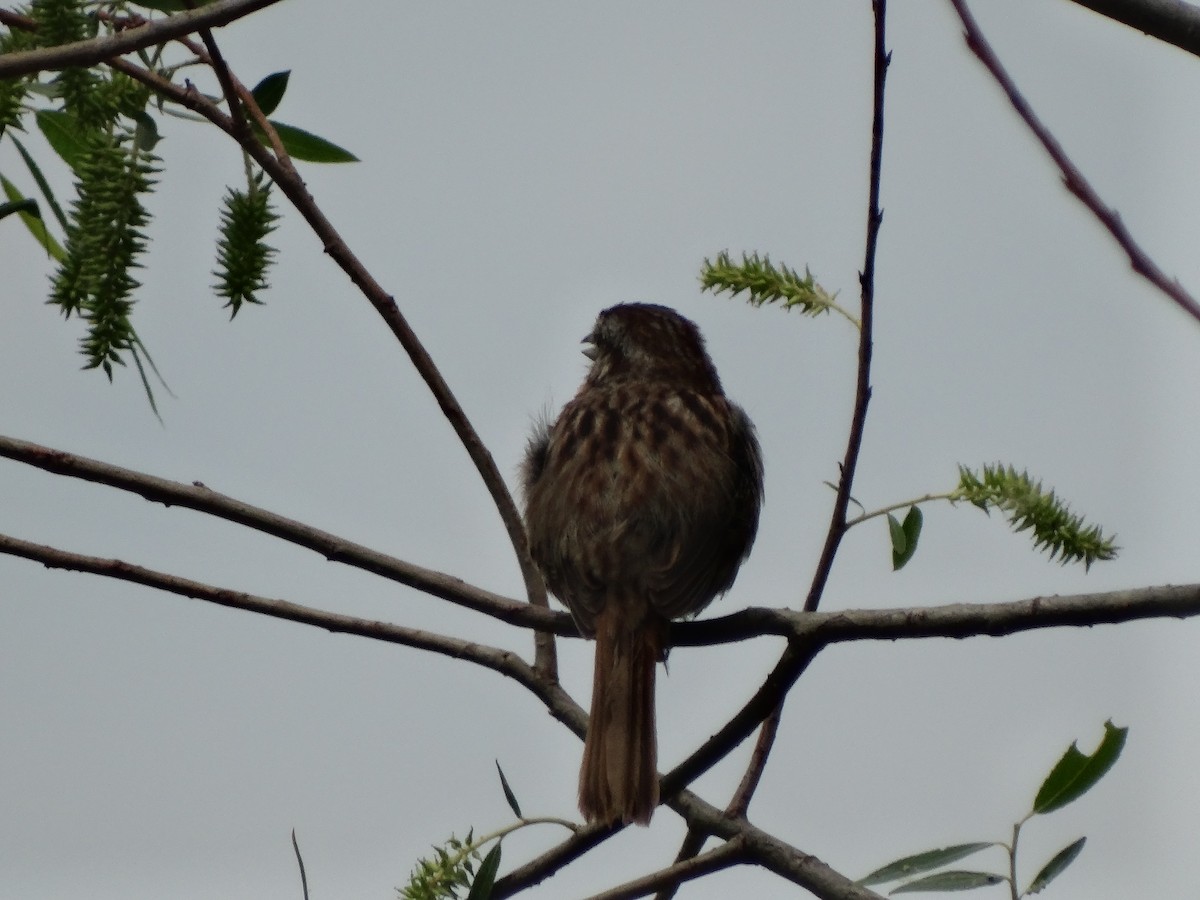 Red-winged Blackbird - ML619645680