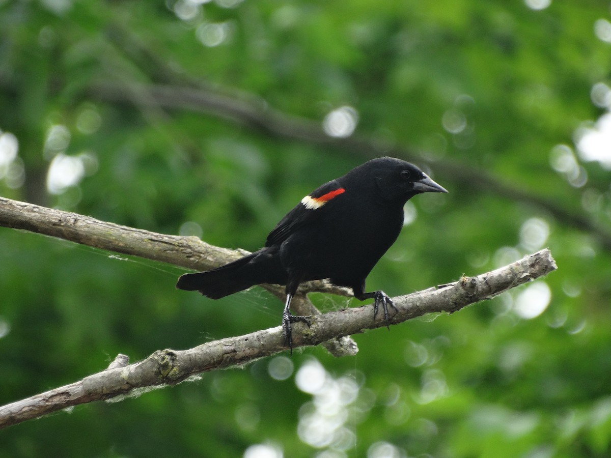 Red-winged Blackbird - ML619645683