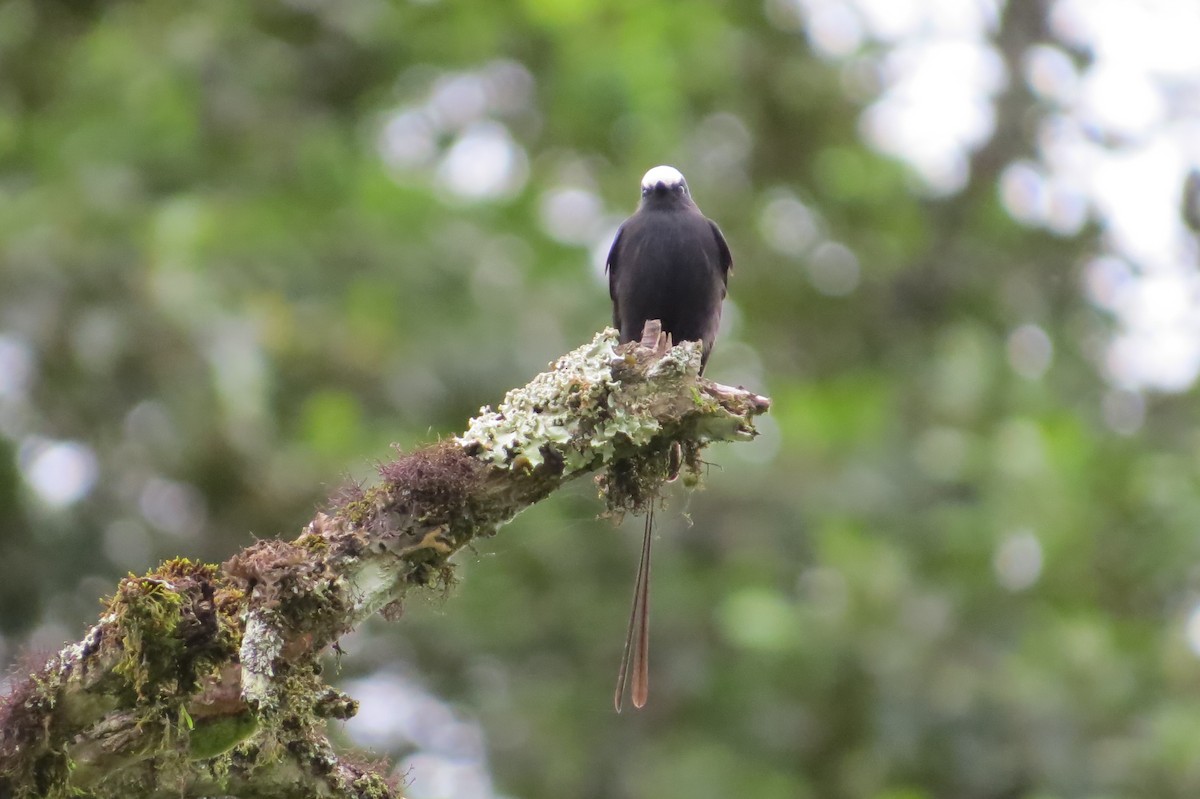 Long-tailed Tyrant - Jonathan Ehlert