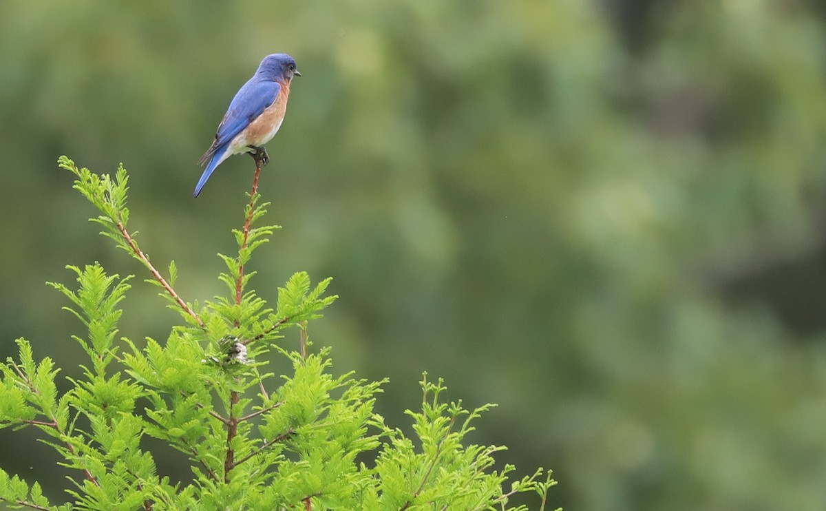 Eastern Bluebird - Rob Bielawski