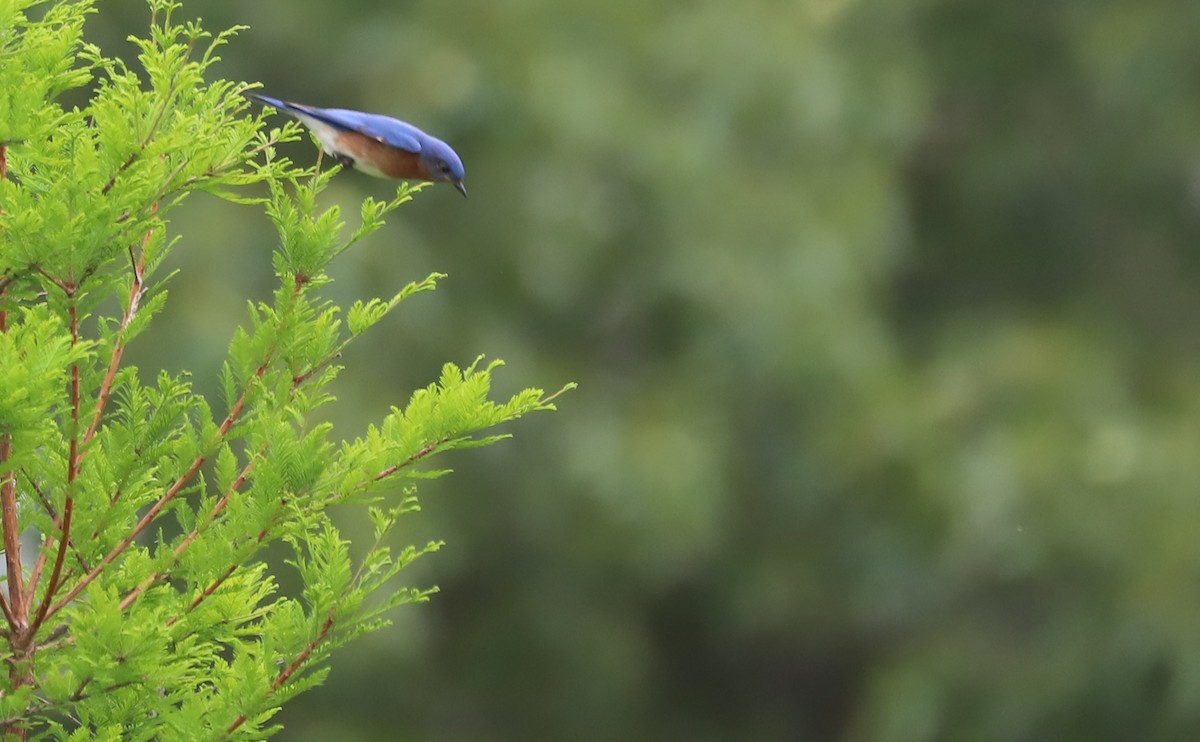 Eastern Bluebird - Rob Bielawski