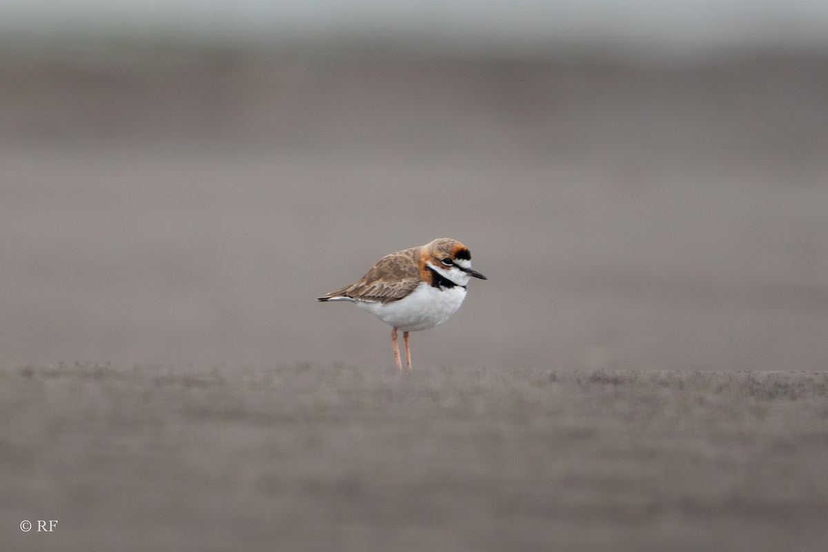 Collared Plover - Roxie Fu