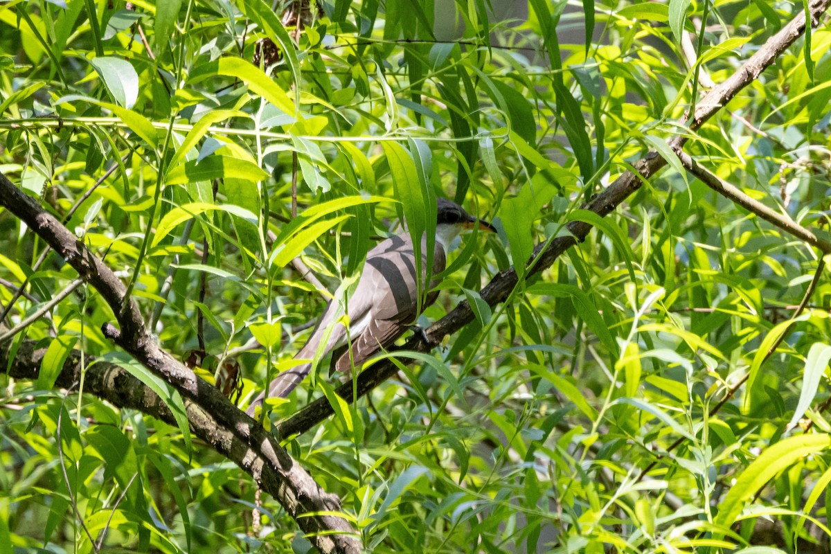 Yellow-billed Cuckoo - Alex Brent