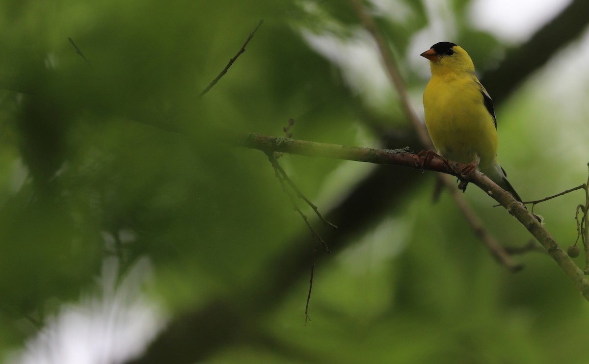 American Goldfinch - Rob Bielawski