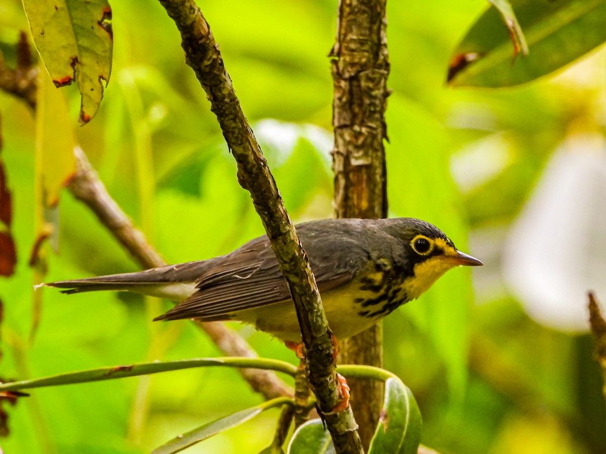 Canada Warbler - ML619645702