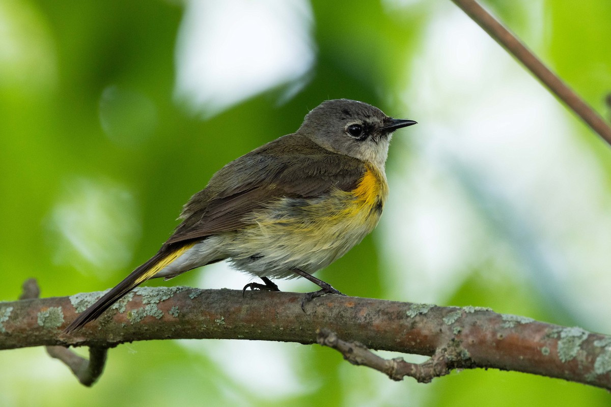 American Redstart - Kees de Mooy