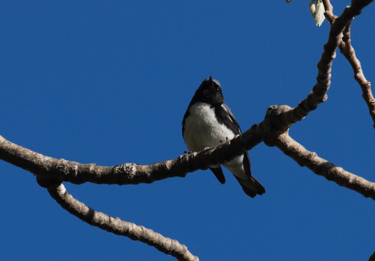 Black-throated Blue Warbler - Thomas Biteau