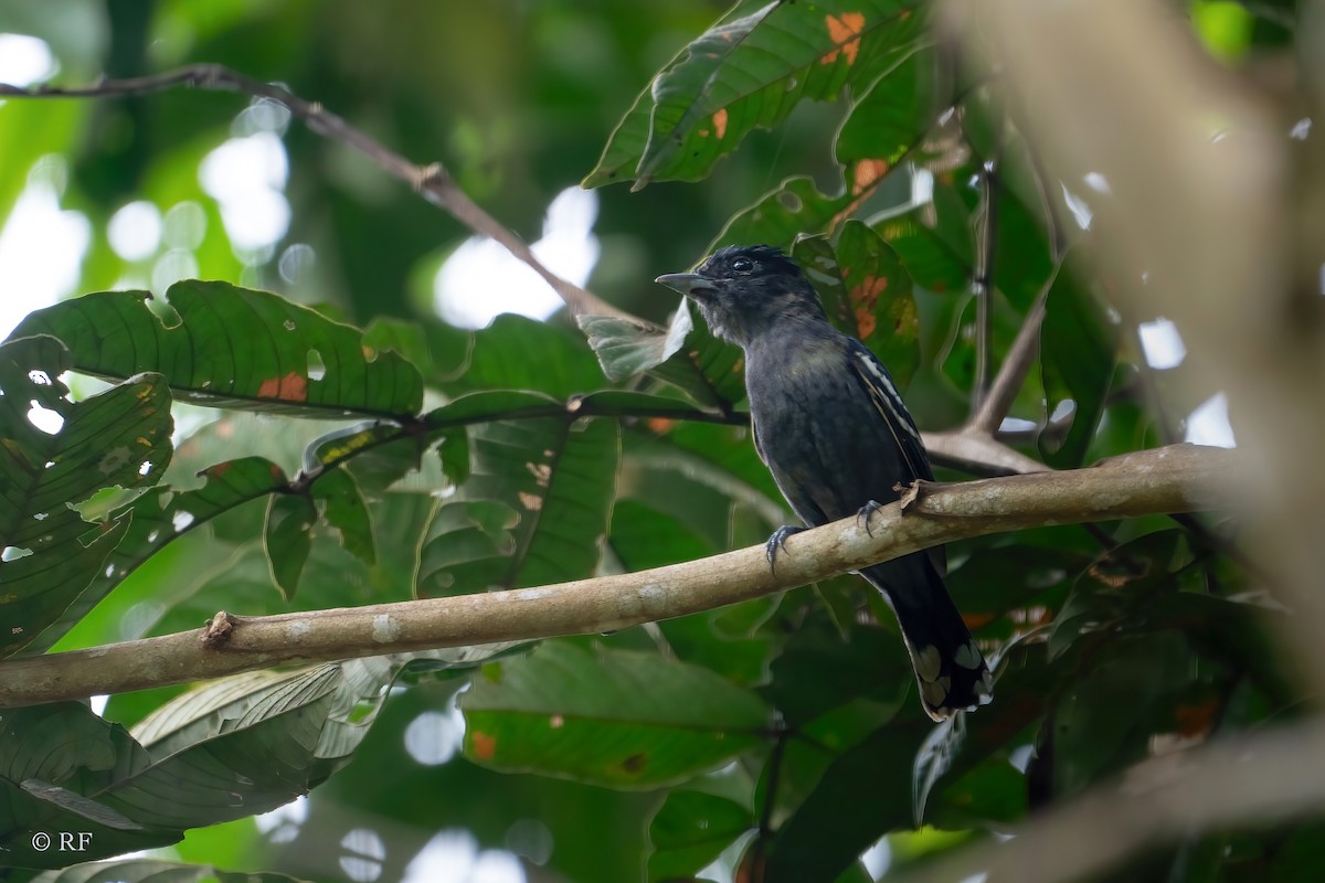 White-winged Becard - Roxie Fu