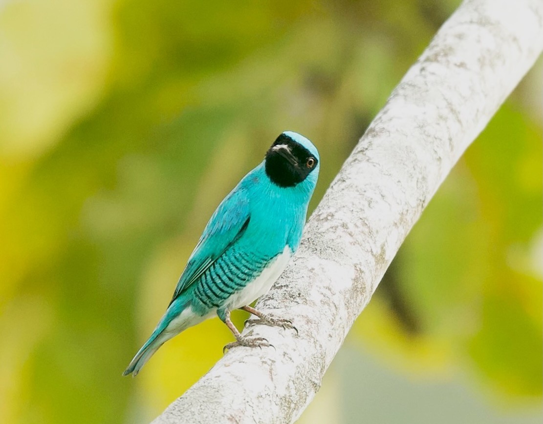 Tangara Golondrina - ML619645740