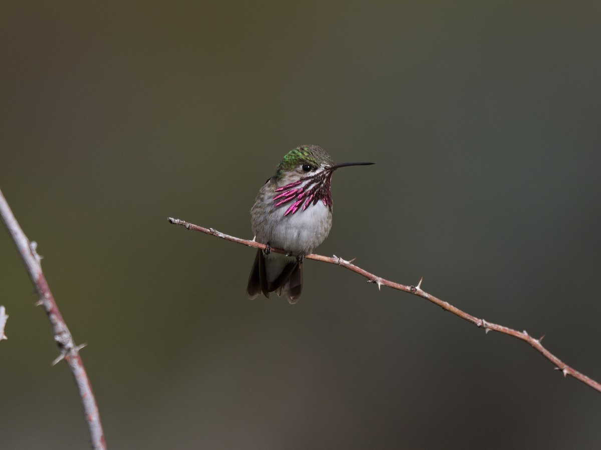 Calliope Hummingbird - Kevin Krebs