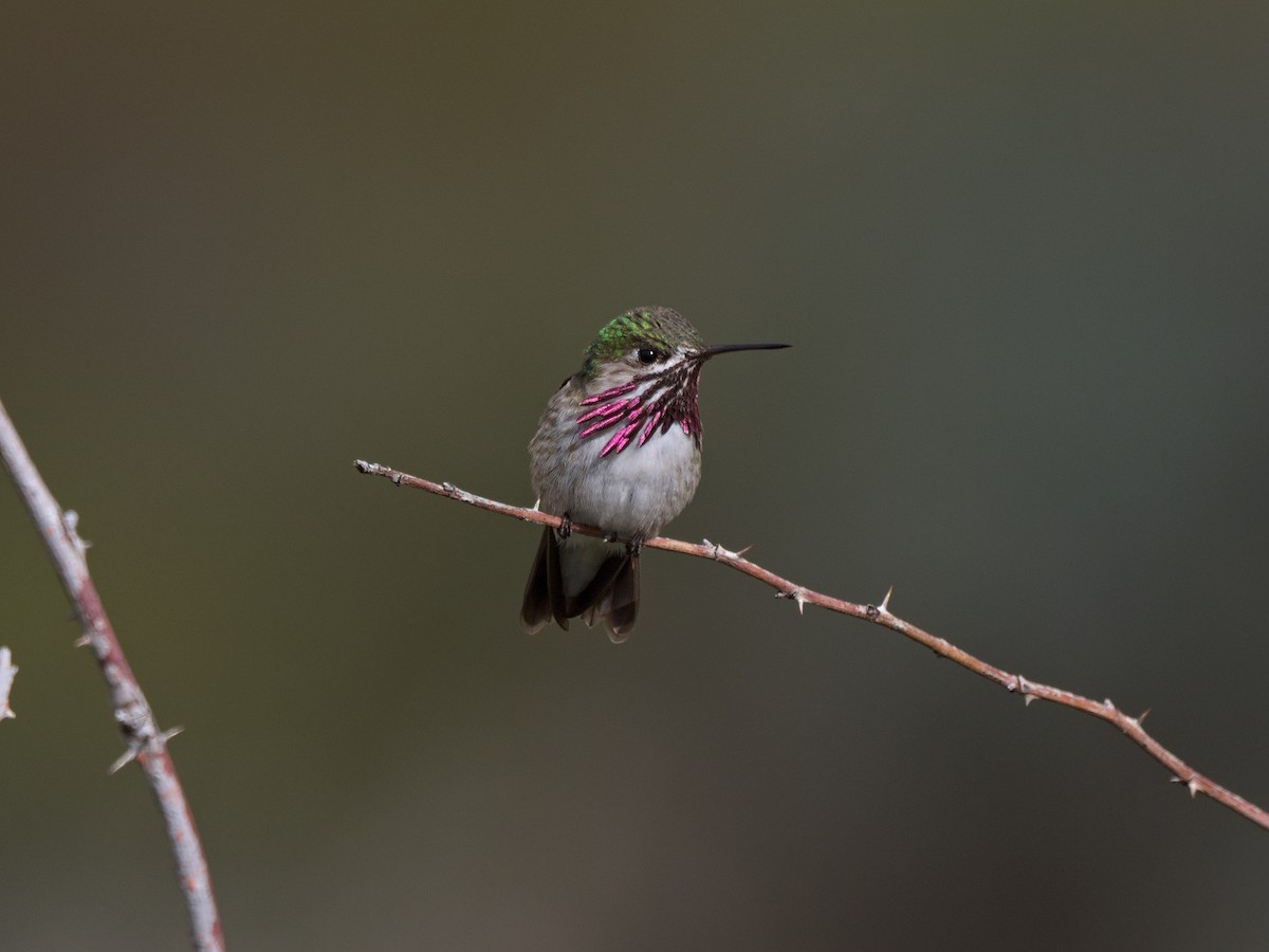 Colibrí Calíope - ML619645743