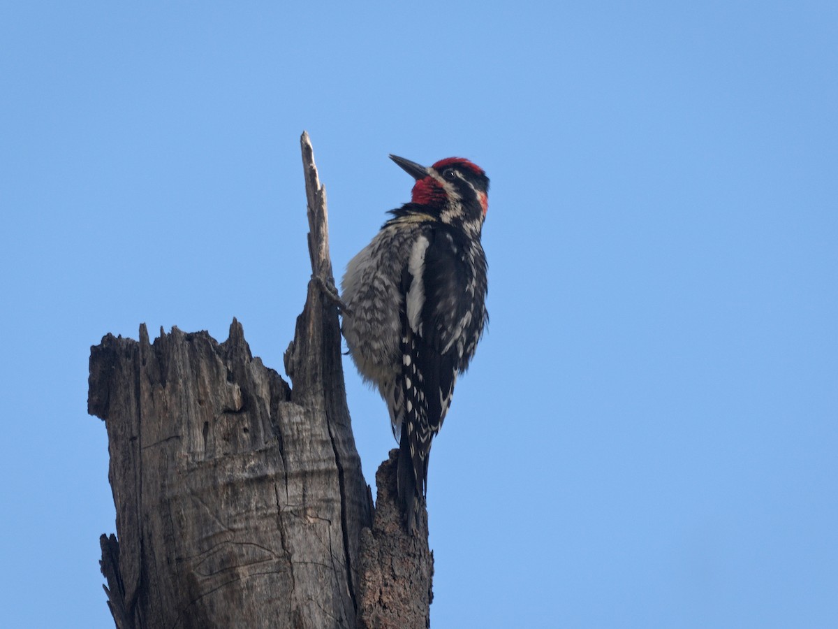 Red-naped Sapsucker - Kevin Krebs