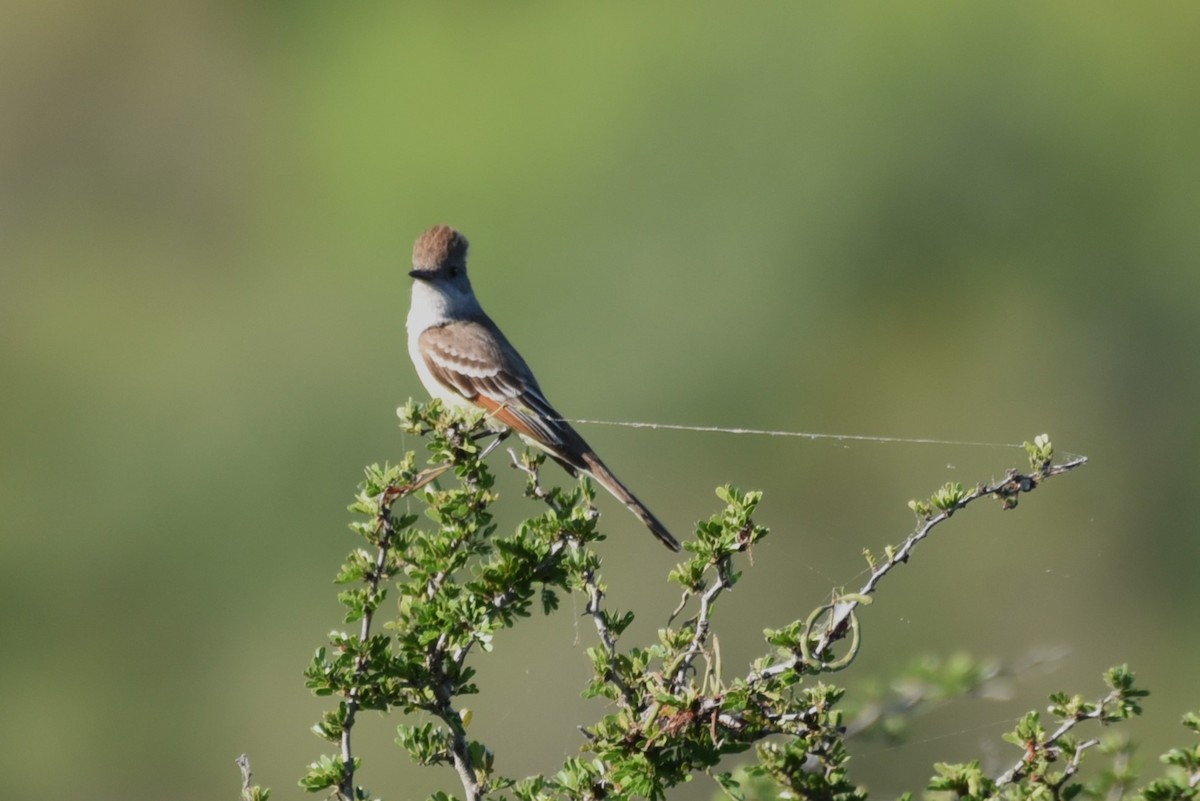 Ash-throated Flycatcher - Bruce Mast