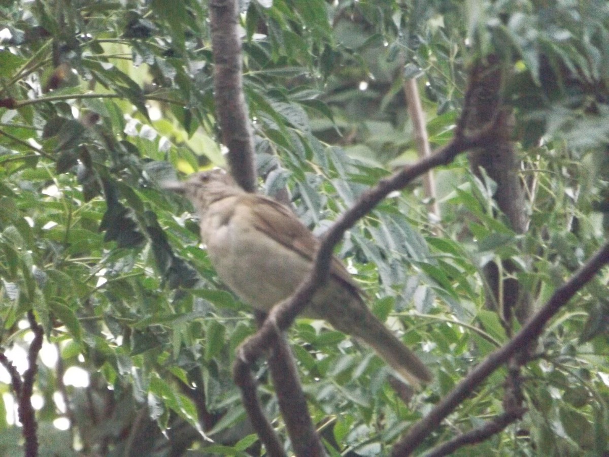 Pale-breasted Thrush - UEDSON REGO