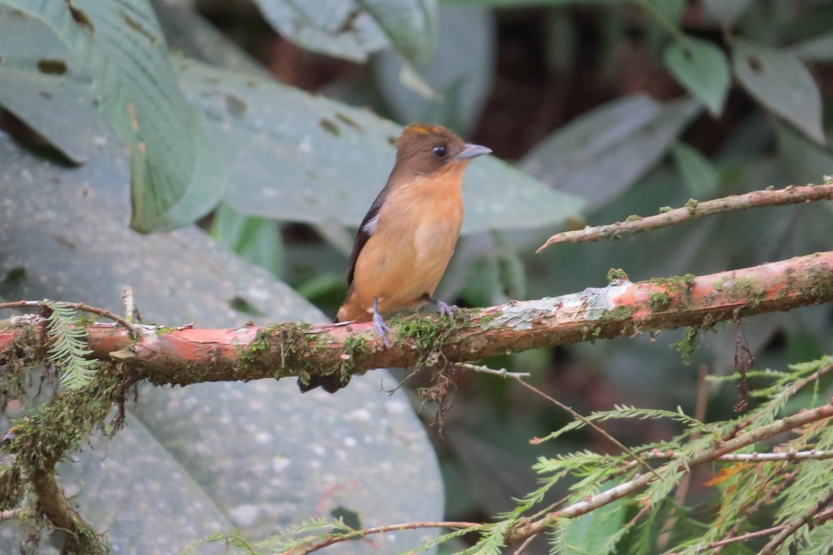 Black-goggled Tanager - ML619645767