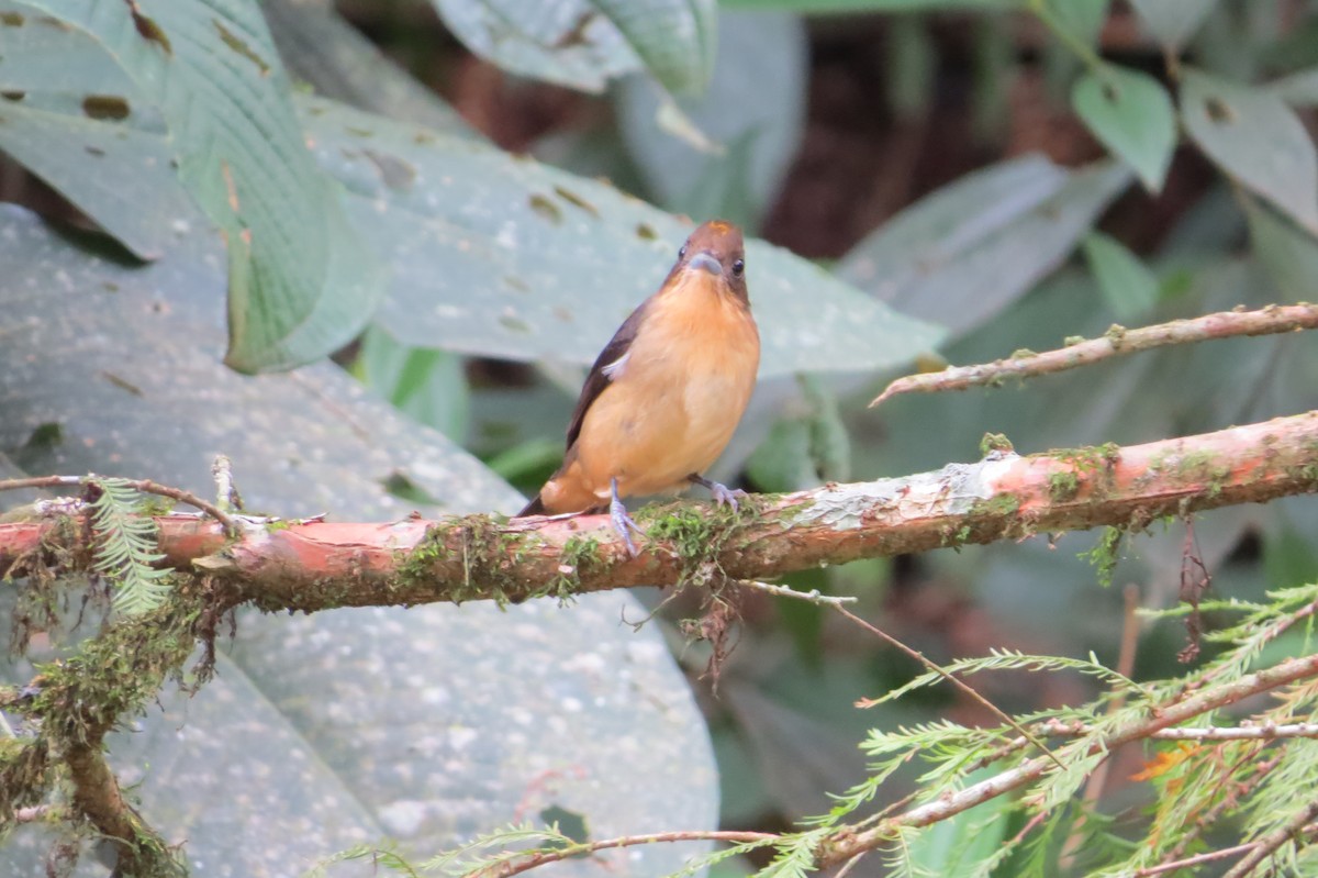 Black-goggled Tanager - ML619645768