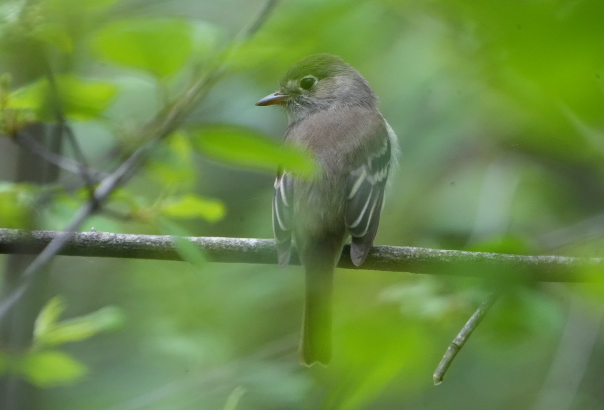 Least Flycatcher - Nevine Jacob