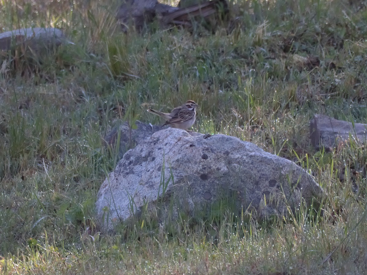 Lark Sparrow - Kevin Krebs