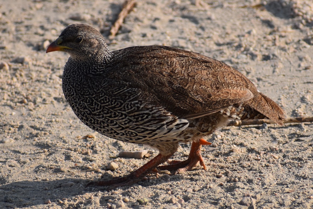 Francolin du Natal - ML619645789