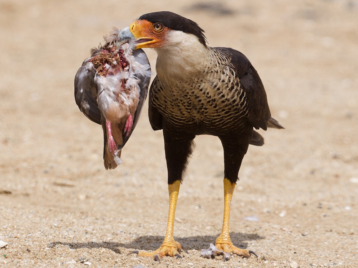 Crested Caracara (Northern) - ML619645793