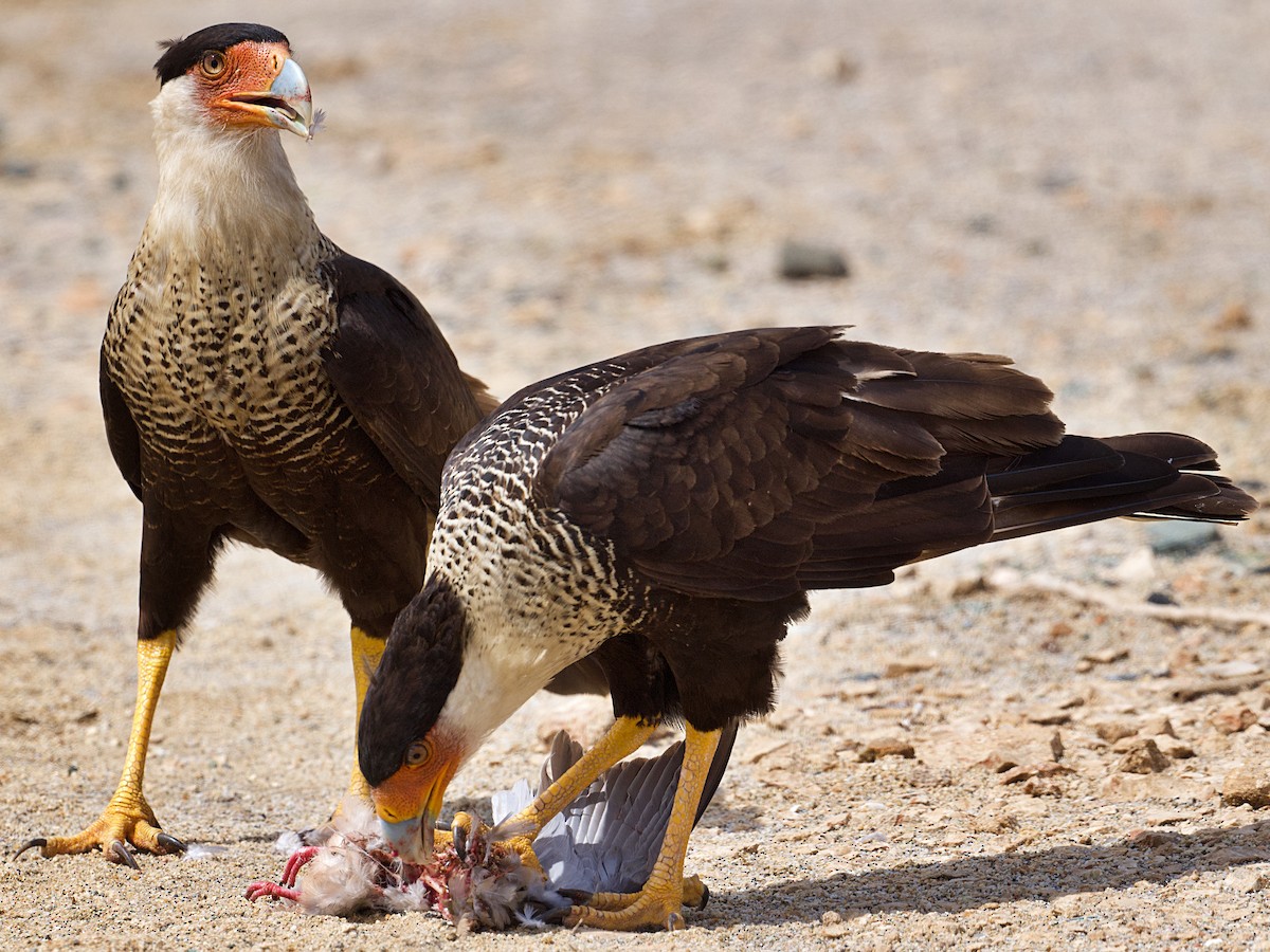 Crested Caracara (Northern) - Michael Tromp