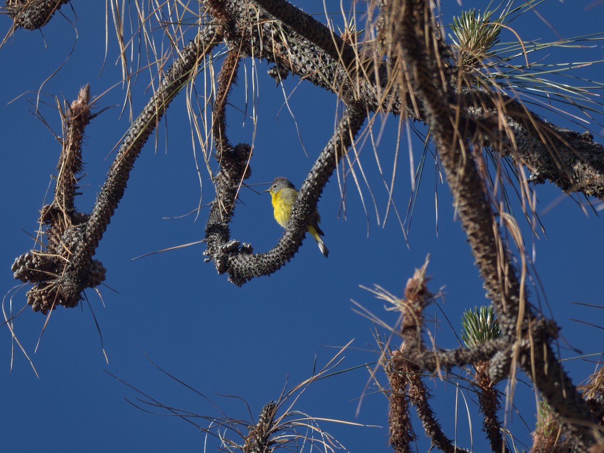 Nashville Warbler - Kevin Krebs