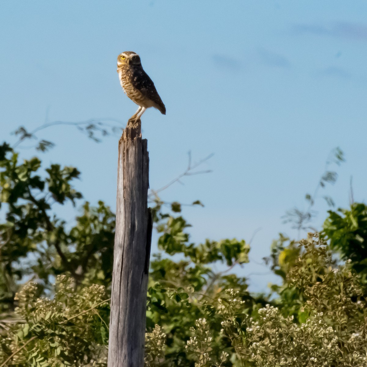 Burrowing Owl - ML619645803