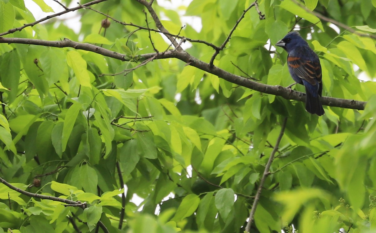 Blue Grosbeak - Rob Bielawski