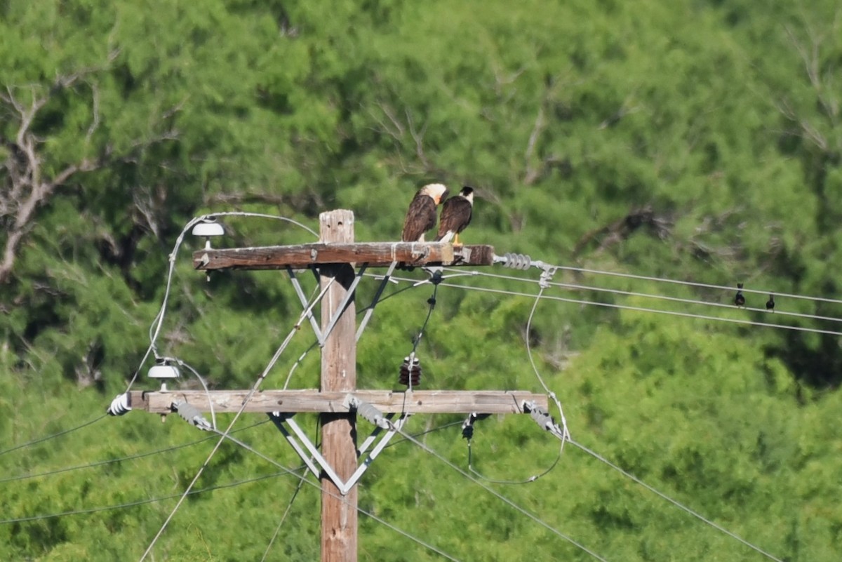 Crested Caracara - Bruce Mast