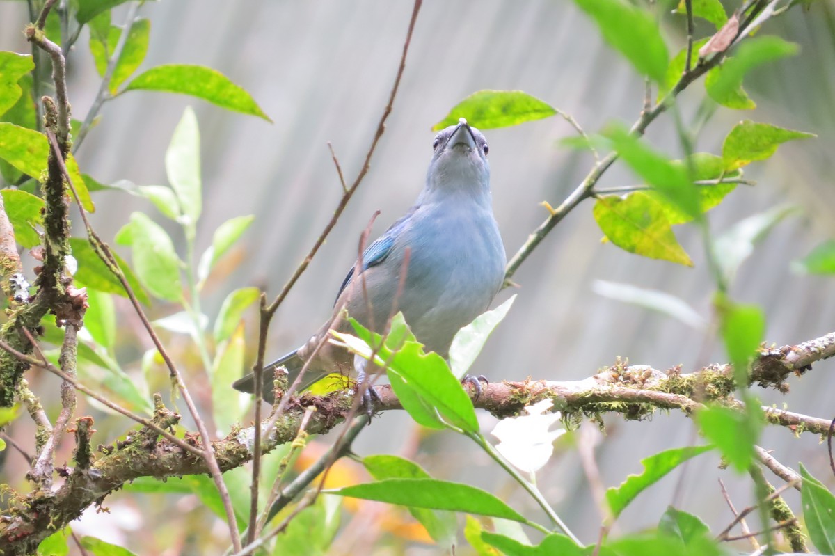 Azure-shouldered Tanager - ML619645808