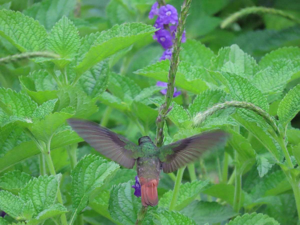 Rufous-tailed Hummingbird - ML619645812