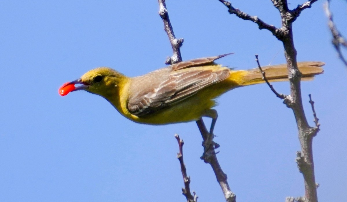 Hooded Oriole - Andy N