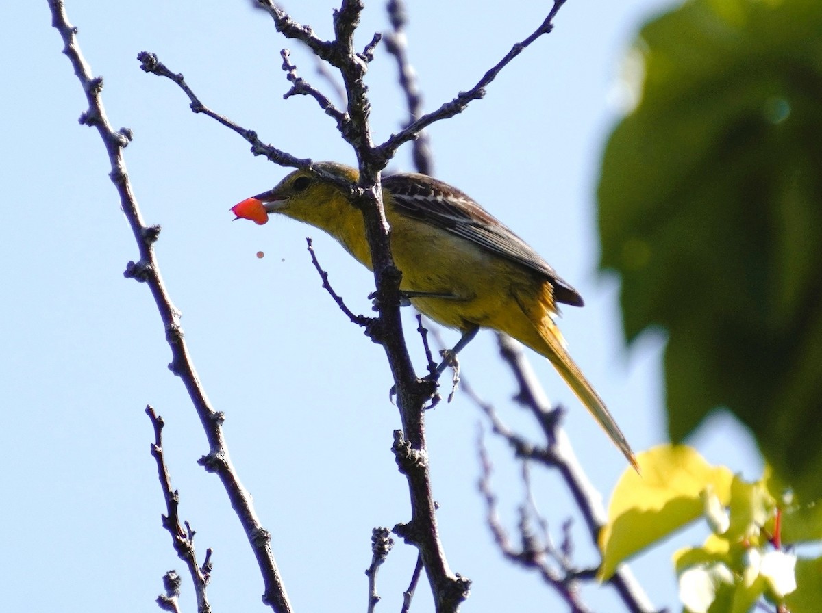 Hooded Oriole - Andy N