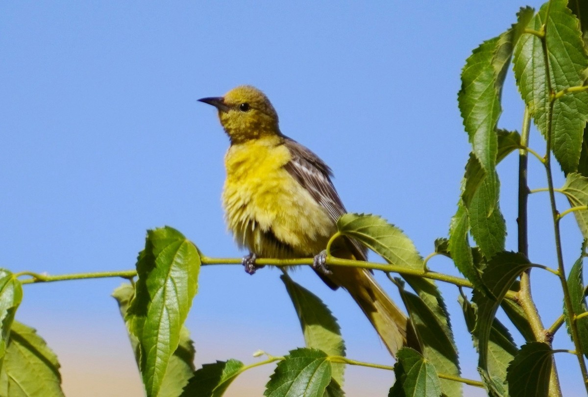 Hooded Oriole - Andy N