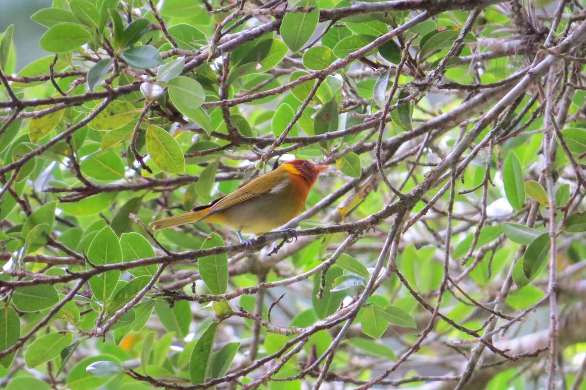Rufous-headed Tanager - ML619645841