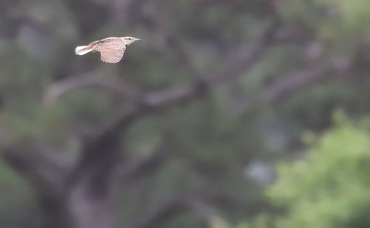 Eastern Meadowlark (Eastern) - ML619645845