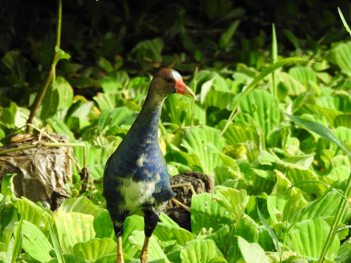 Purple Gallinule - Francisco Javier Alonso Acero  (Hotel Malokamazonas)