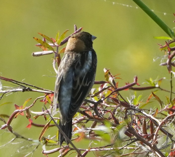 Bobolink - John McCallister