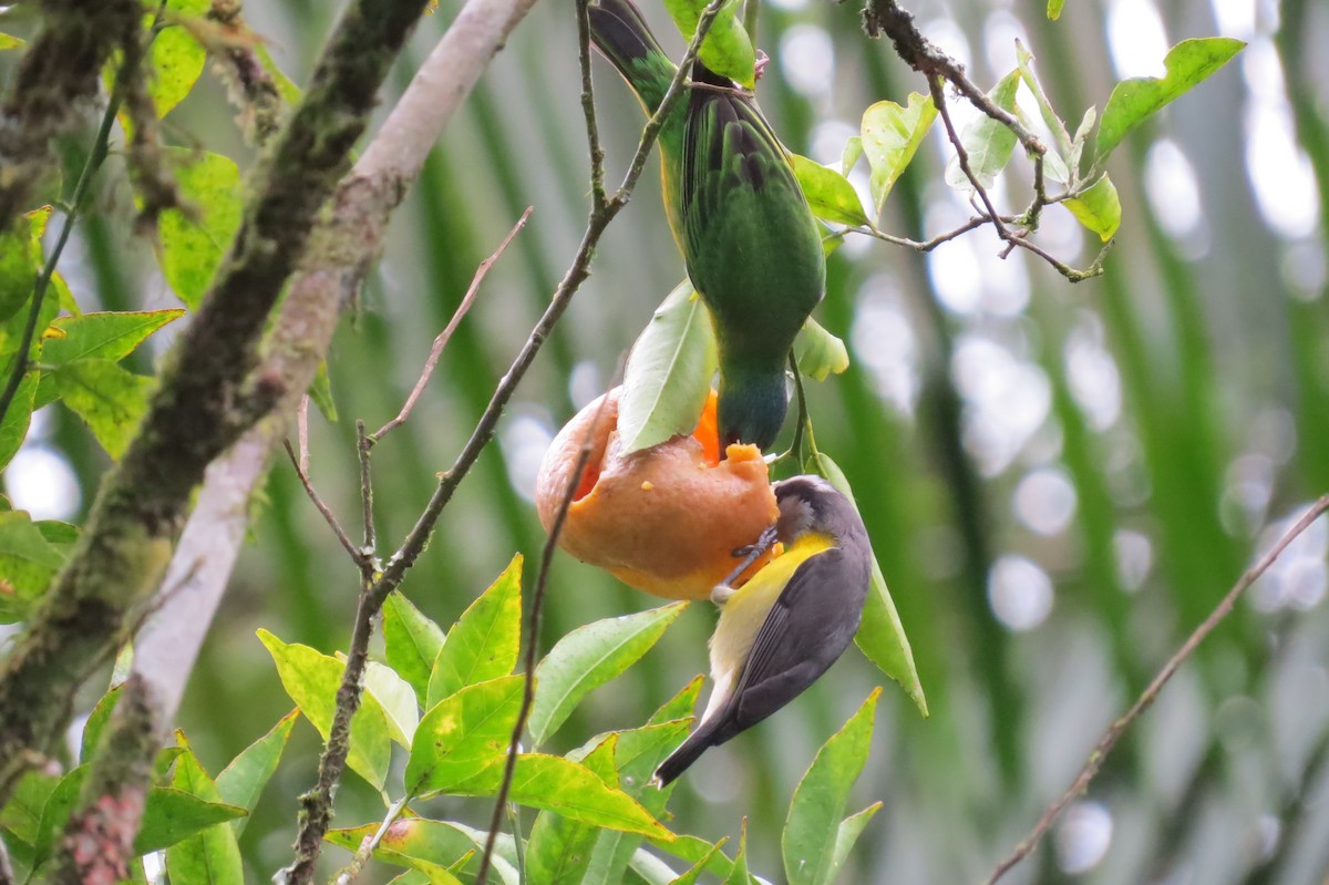 Bananaquit - Jonathan Ehlert