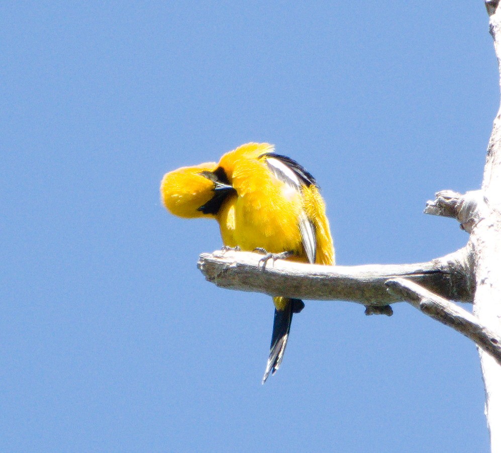 Hooded Oriole - Jaedon Tembrevilla