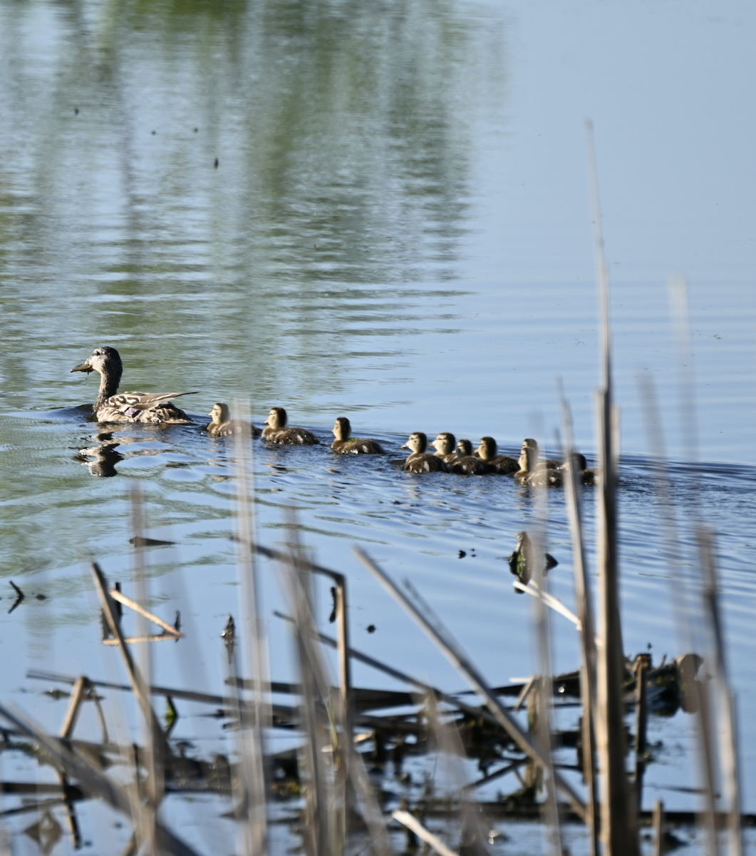 Mallard - Sylvie Rioux