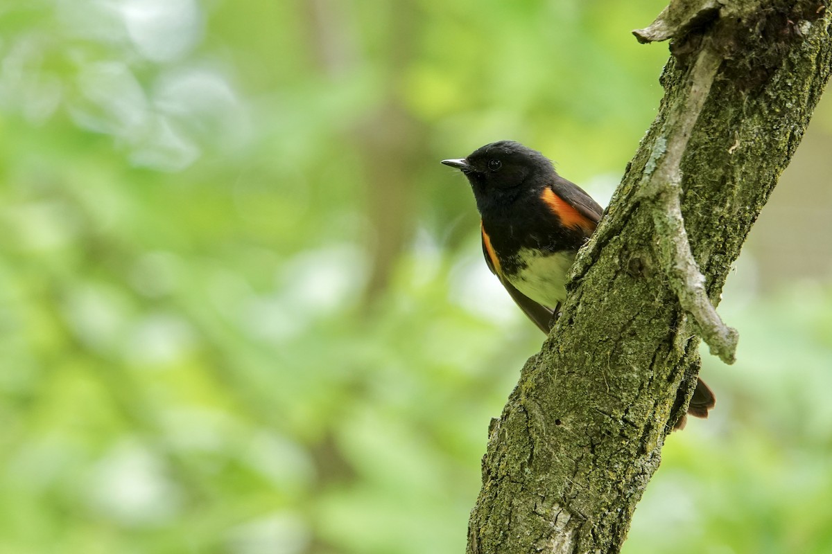 American Redstart - Randy Skiba