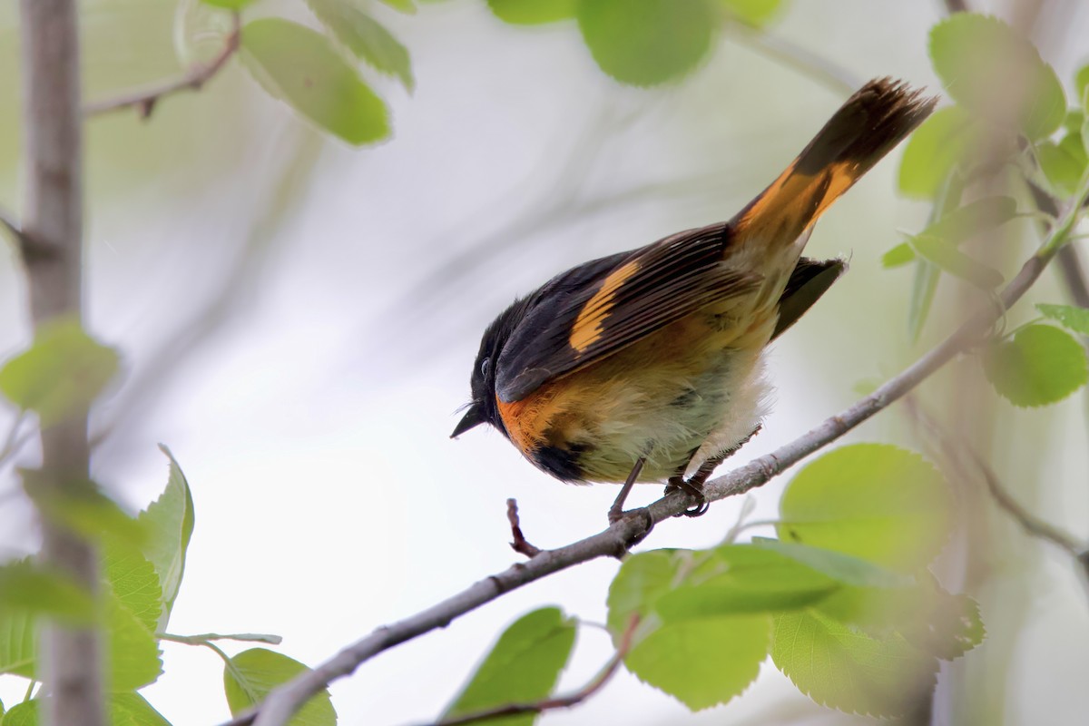 American Redstart - Trevor Churchill