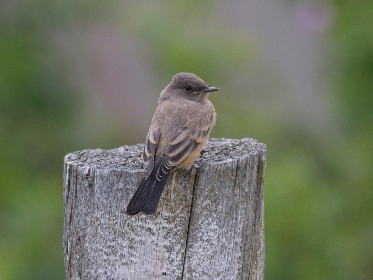 Say's Phoebe - Kevin Krebs