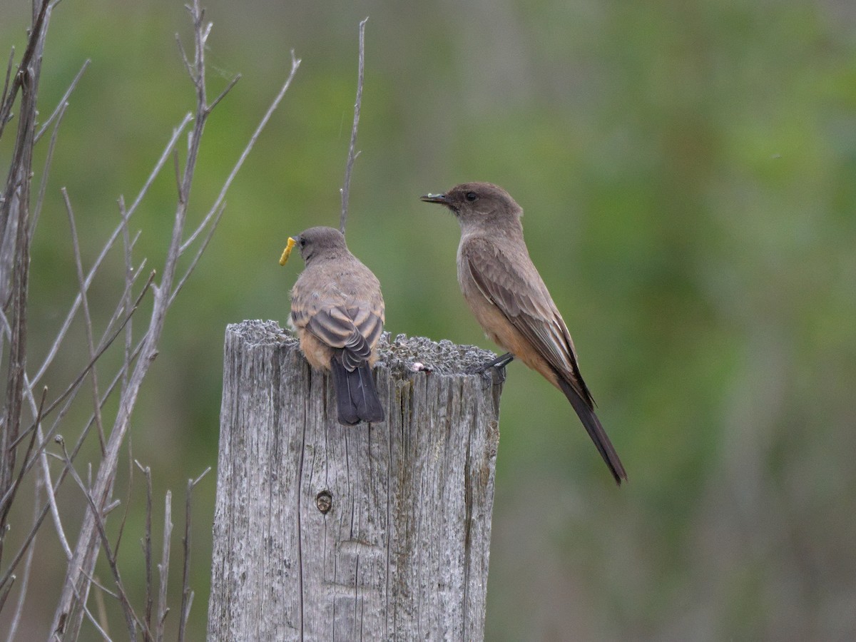 Say's Phoebe - Kevin Krebs