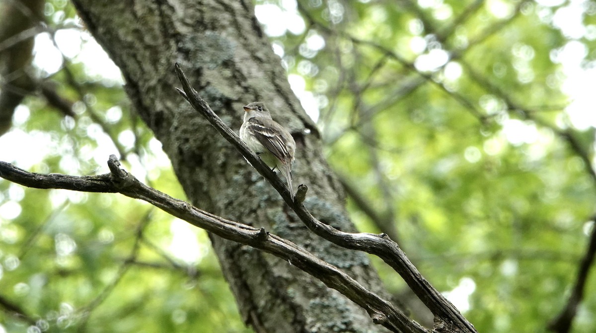 Least Flycatcher - Randy Skiba