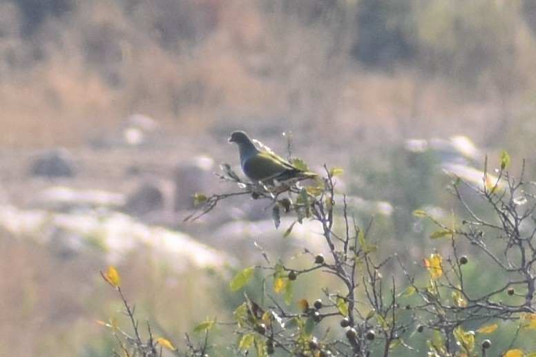 African Green-Pigeon - Nathan O'Reilly