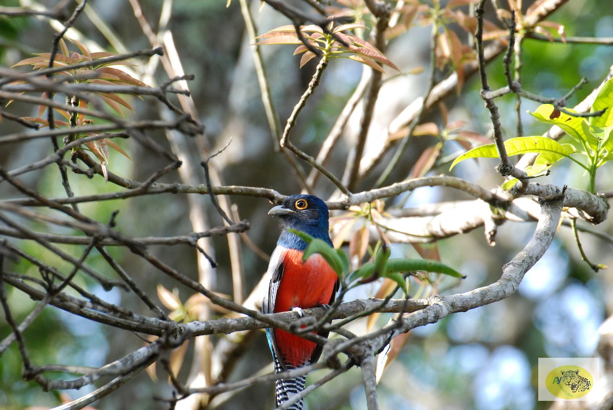 Blue-crowned Trogon - ML619645868