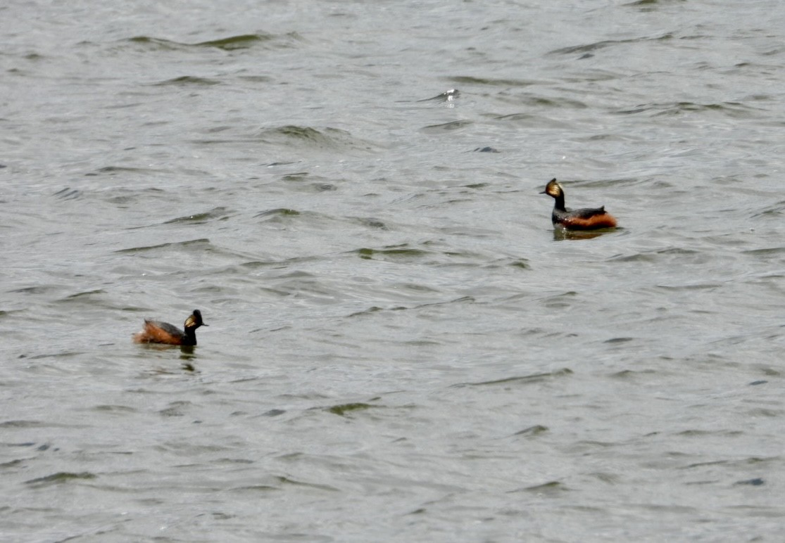 Eared Grebe - Erin Jones