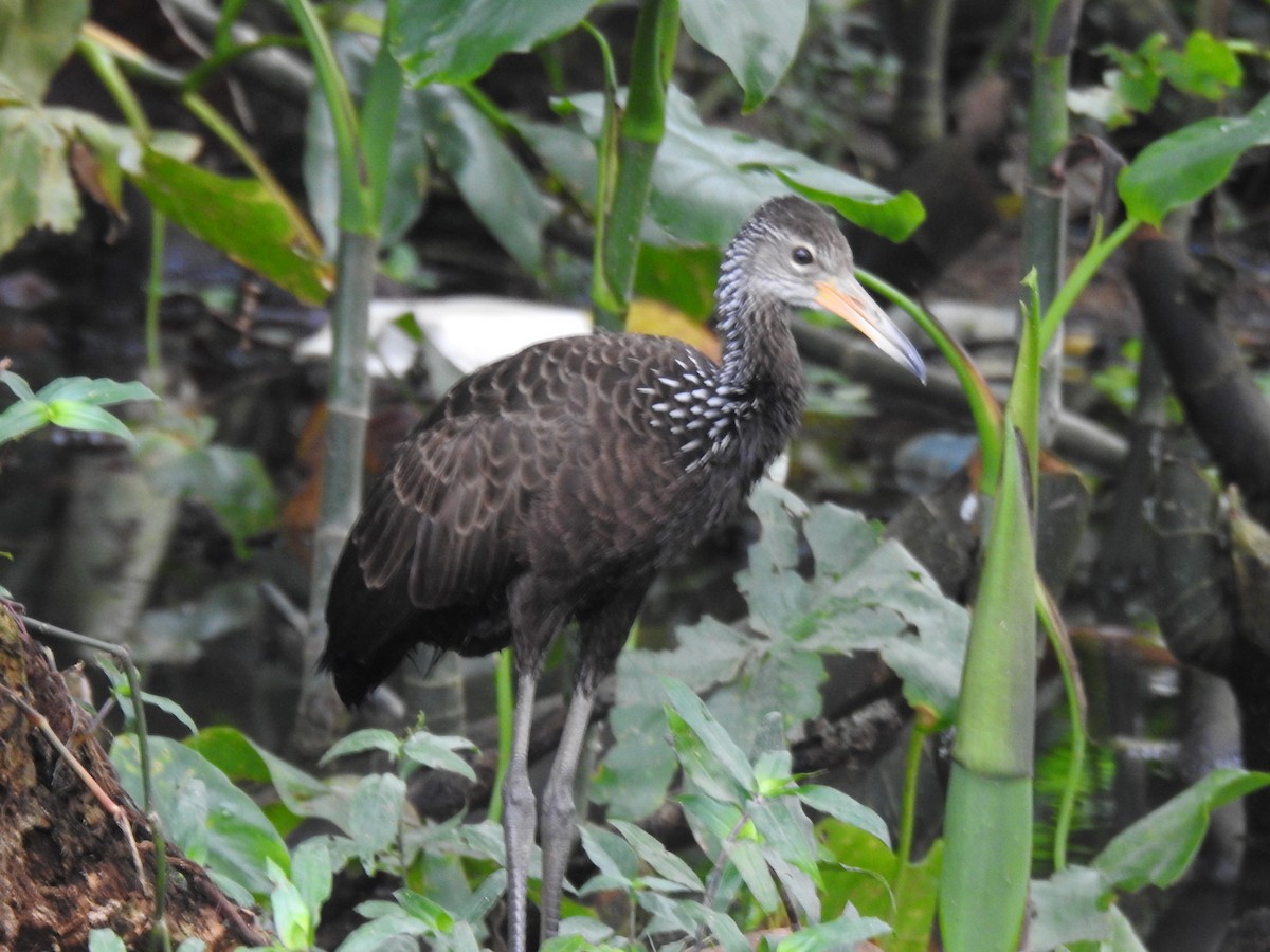 Limpkin - Francisco Javier Alonso Acero  (Hotel Malokamazonas)